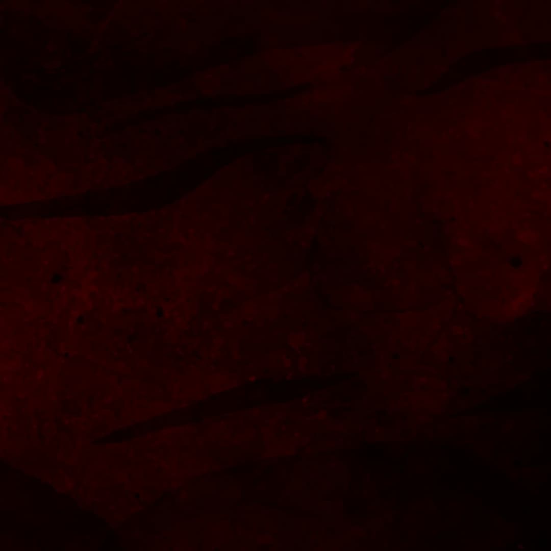 Card background image